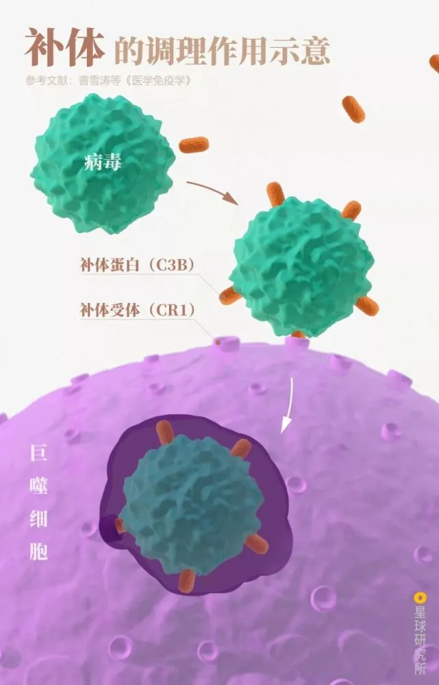 简述病毒分离培养方法_呼吸道合胞病毒培养_呼吸道合胞病毒/分离和提纯