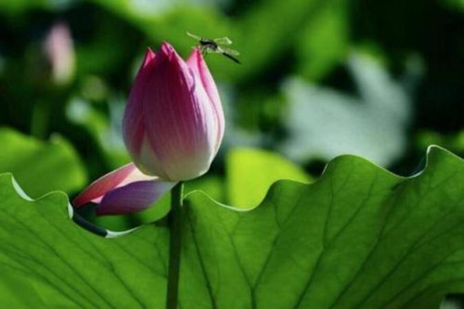 吉他调音器下载免费版手机_爱思助手下载苹果版手机_anedata手机版真的吗